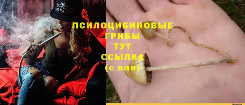 Галлюциногенные грибы Psilocybine cubensis Родники